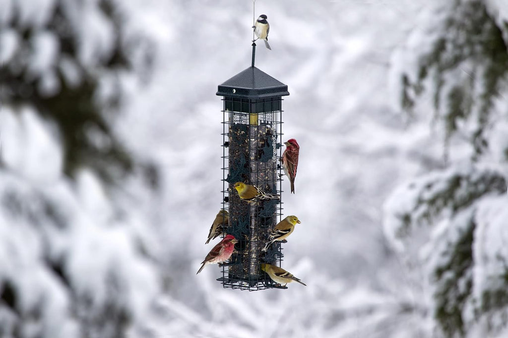 Squirrel-proof Bird Feeder with 6 Feeding Ports, 3.4-pound Seed Capacity S8856