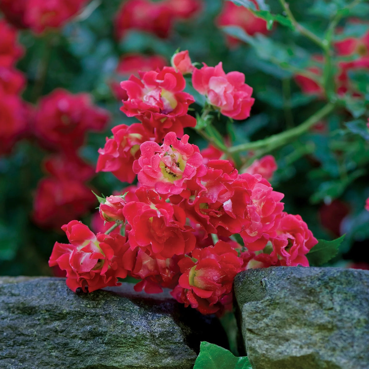 Red Rose Live Shrub (2 Gallon) Z291219