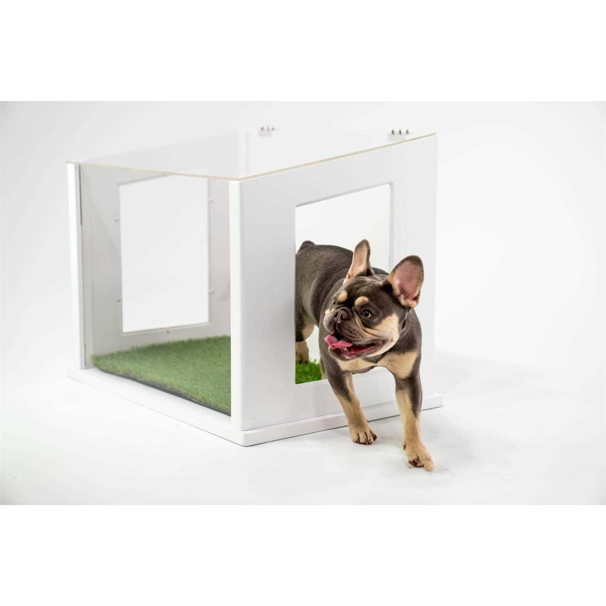 Dog or Cat Potty P20431