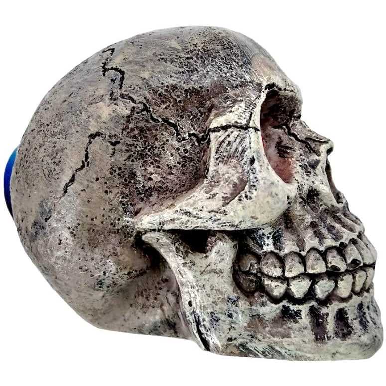 Skull Gazer Ornament U166302