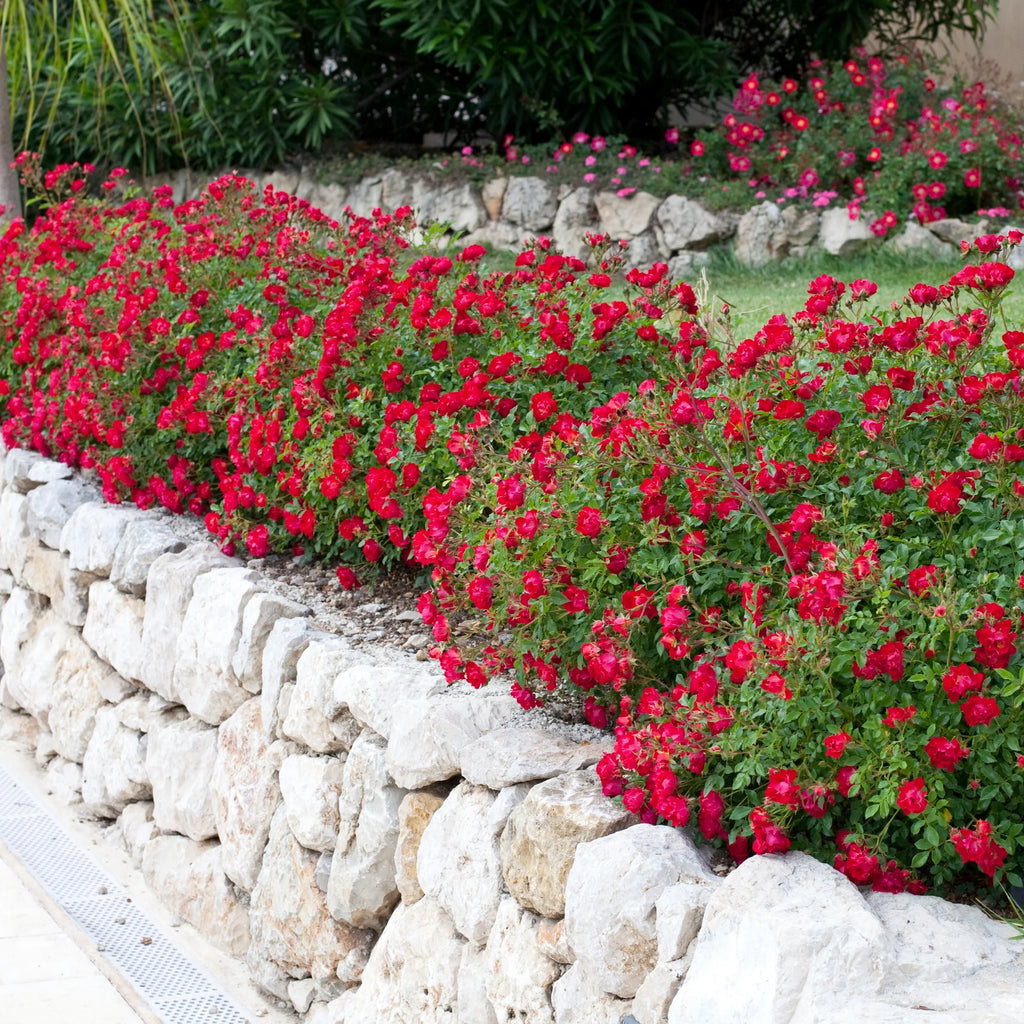 Red Rose Live Shrub (2 Gallon) Z291219