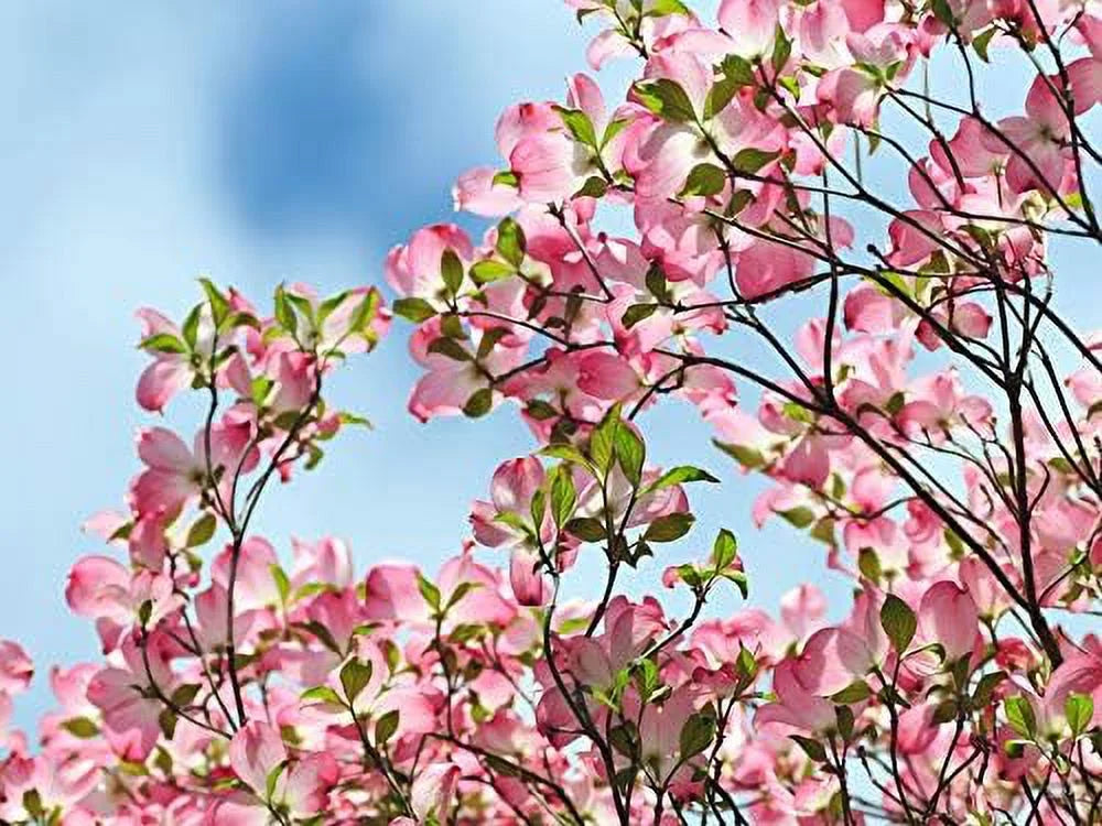 Dogwood Tree D783