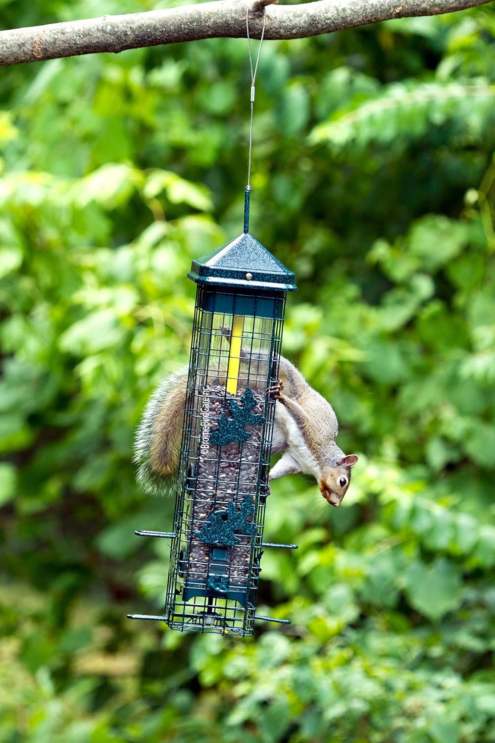Squirrel-proof Bird Feeder with 6 Feeding Ports, 3.4-pound Seed Capacity S8856