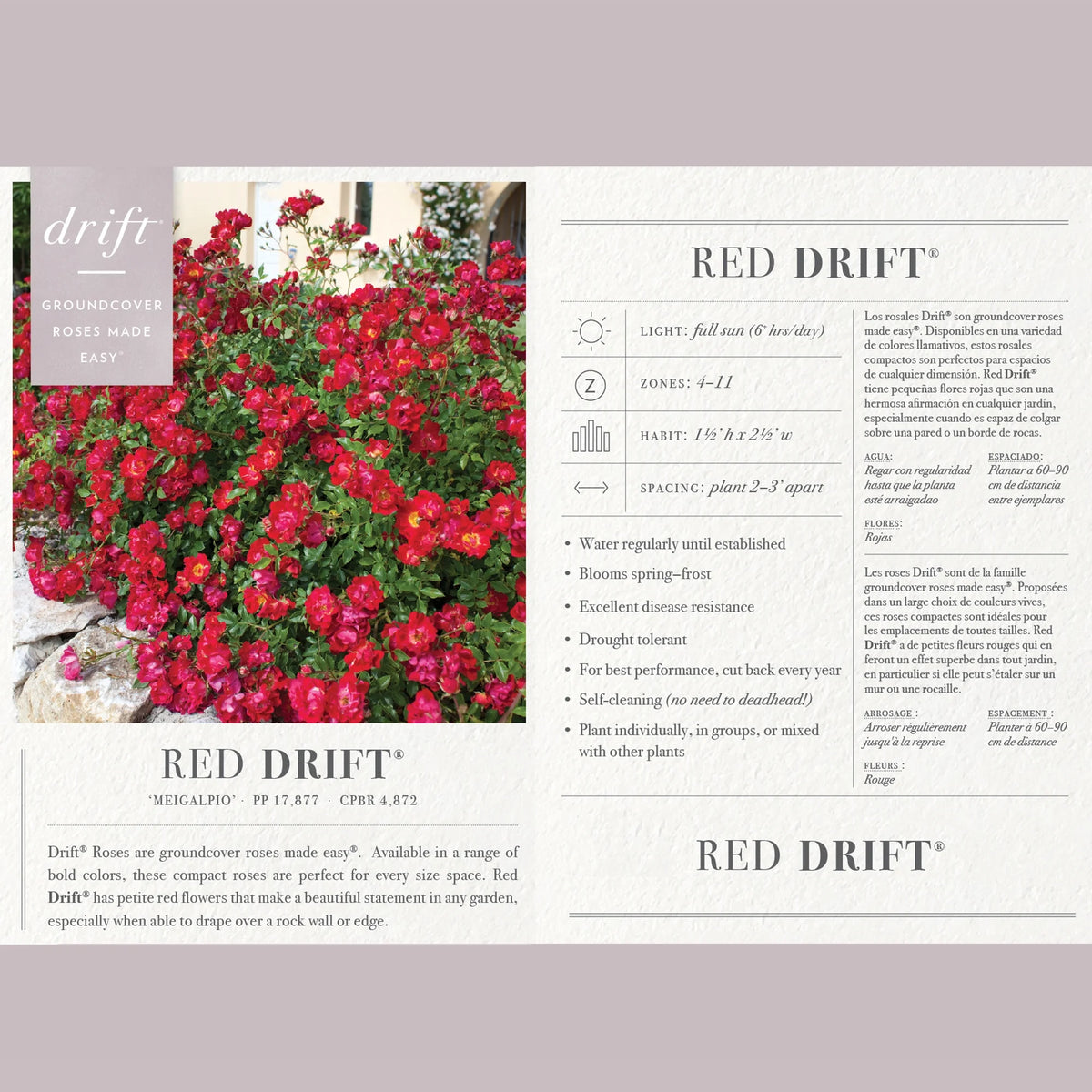 Red Rose Live Shrub (2 Gallon) Z291219