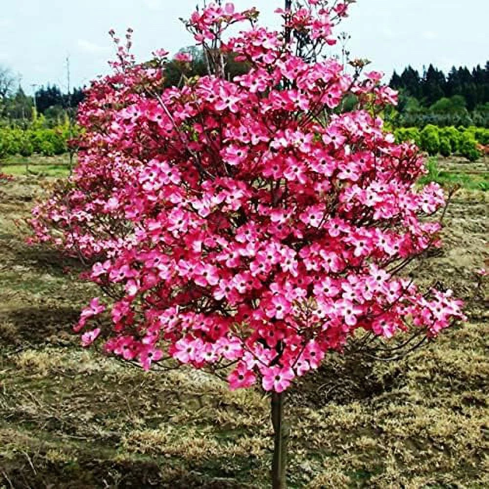 Dogwood Tree D783