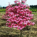 Dogwood Tree D783