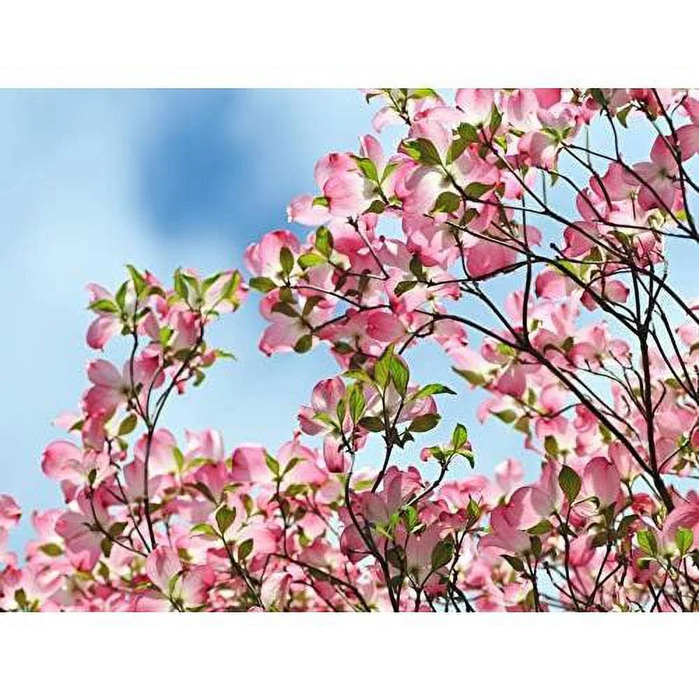 Dogwood Tree D783