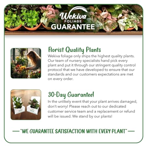 Live Starter Plant in a 2 Inch Pot - Edible Fruit Bearing Tree R4152
