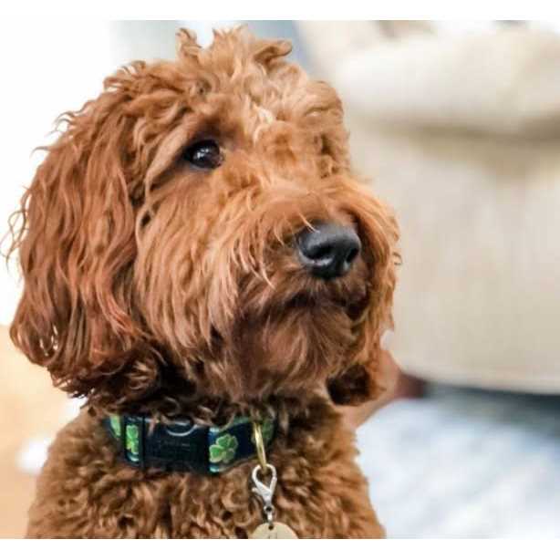Dog Collar V950