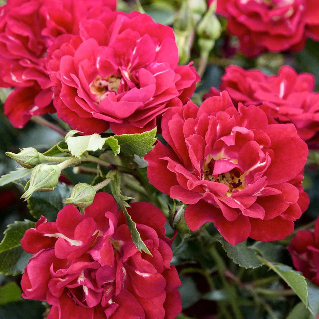 Red Rose Live Shrub (2 Gallon) Z291219