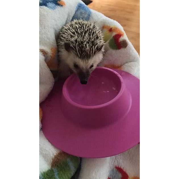 Tip-Proof Bowl for Guinea Pigs and Small Pets O97176