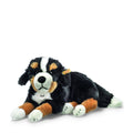 Bernese Mountain Dog P637535