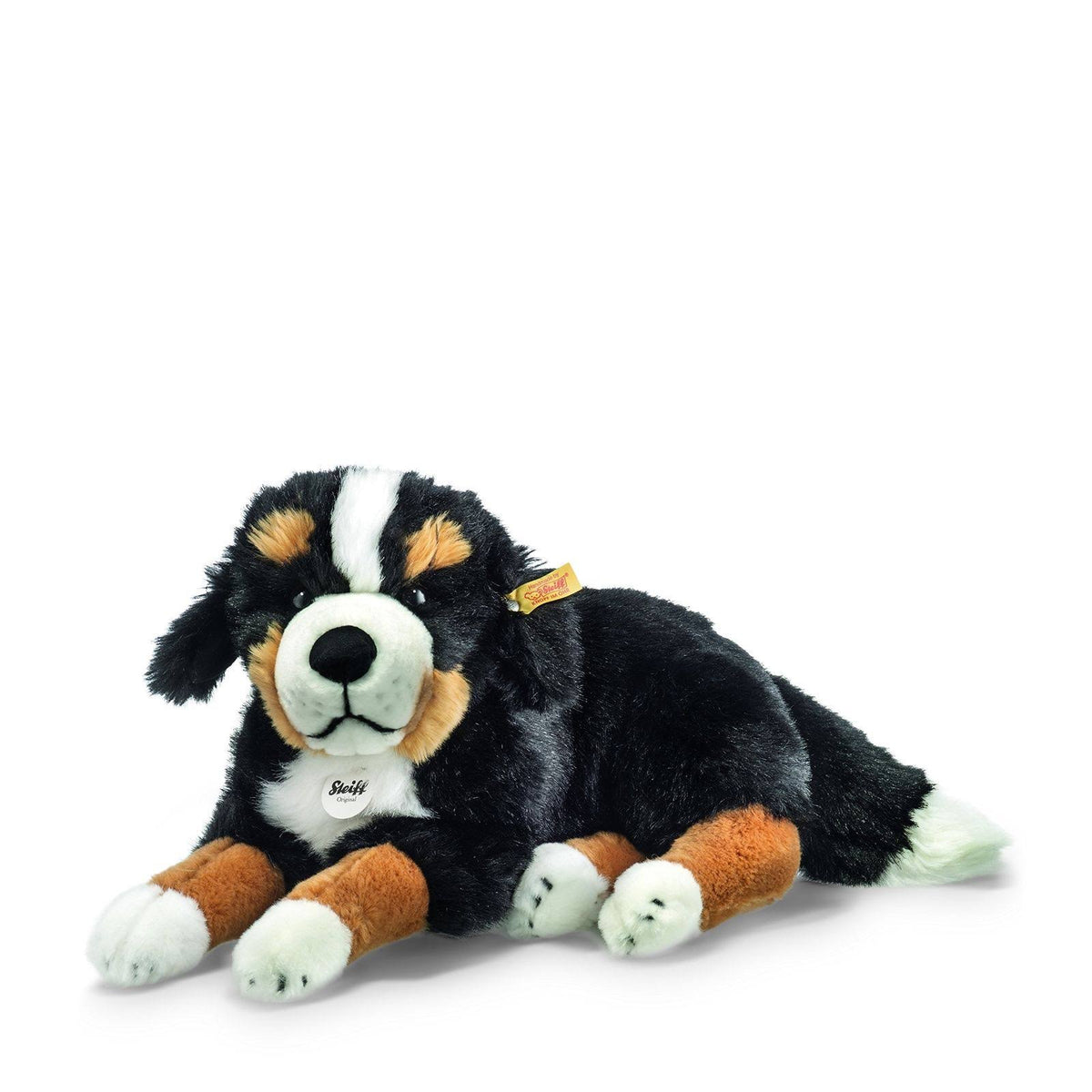 Bernese Mountain Dog P637535