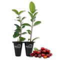 Live Starter Plant in a 2 Inch Pot - Edible Fruit Bearing Tree R4152