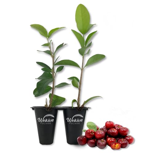 Live Starter Plant in a 2 Inch Pot - Edible Fruit Bearing Tree R4152