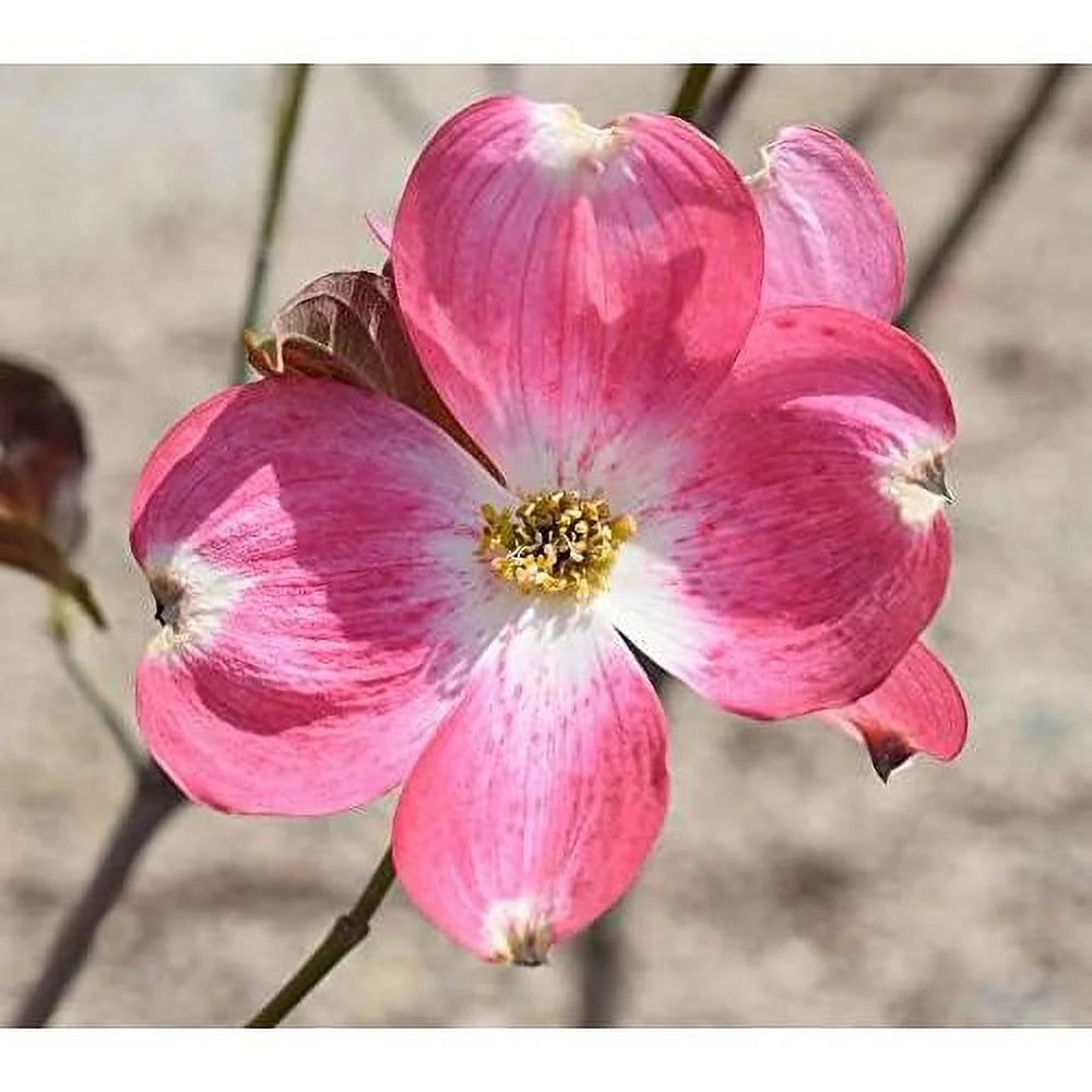 Dogwood Tree D783