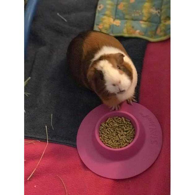 Tip-Proof Bowl for Guinea Pigs and Small Pets O97176