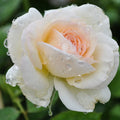 White Eden Climbing Rose Bush Z3714