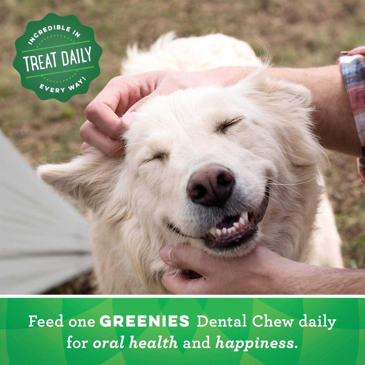 Large Dental Dog Treats Y49306
