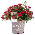 Red Rose Live Shrub (2 Gallon) Z291219