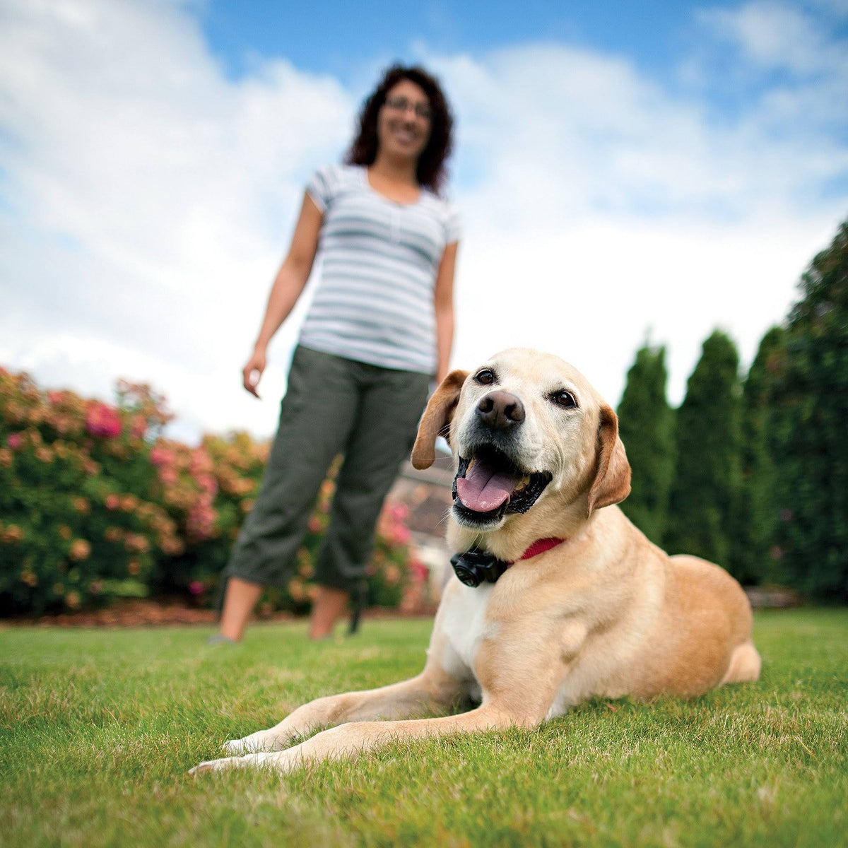 Waterproof In-Ground Fence for Dogs and Cats G382581