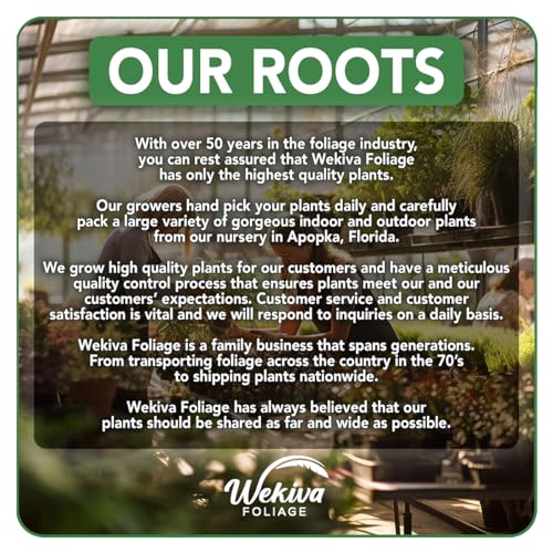 Live Starter Plant in a 2 Inch Pot - Edible Fruit Bearing Tree R4152