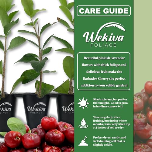Live Starter Plant in a 2 Inch Pot - Edible Fruit Bearing Tree R4152