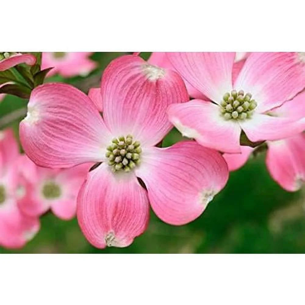 Dogwood Tree D783