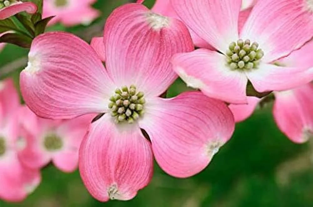 Dogwood Tree D783