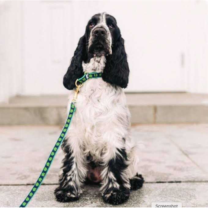 Dog Collar V950