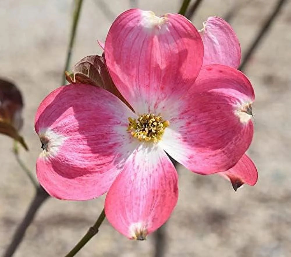 Dogwood Tree D783