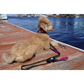 Ultra Soft Neoprene Padded Dog Collar T34129
